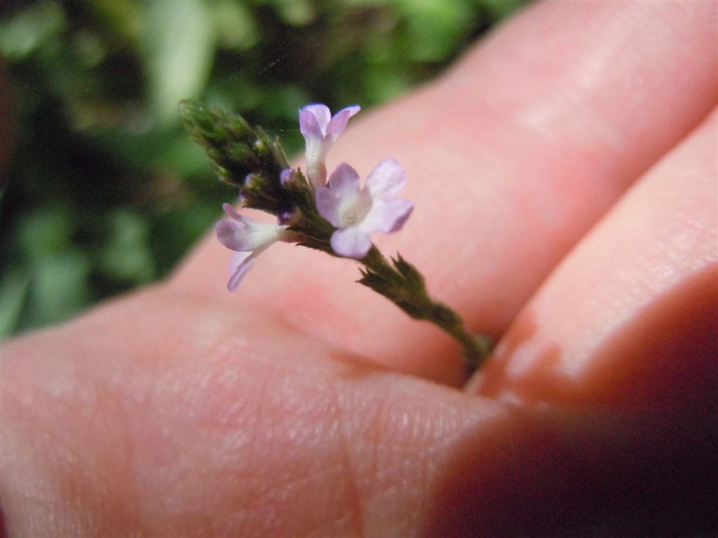 Verbena officinalis